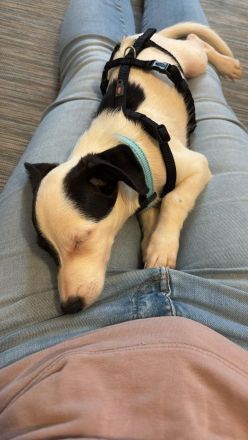 Nolito, männlicher Terrier-Mix, zur Pflege in 10555 Berlin