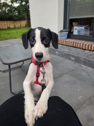 Nouri, männlicher Terrier-Mix, zur Pflege in 26441 Jever