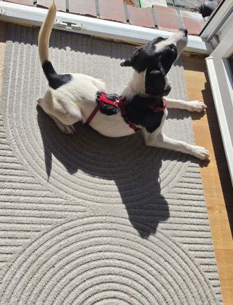 Nouri, männlicher Terrier-Mix, zur Pflege in 26441 Jever