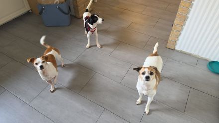 Nouri, männlicher Terrier-Mix, zur Pflege in 26441 Jever