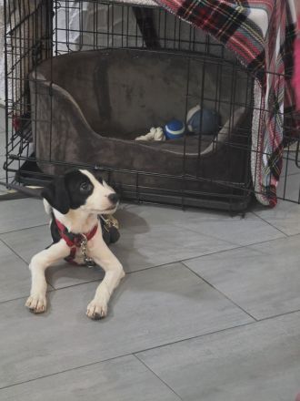 Nouri, männlicher Terrier-Mix, zur Pflege in 26441 Jever