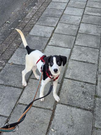 Nouri, männlicher Terrier-Mix, zur Pflege in 26441 Jever