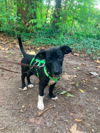Nero, männlicher Terrier-Mix, zur Pflege in 32758 Detmold