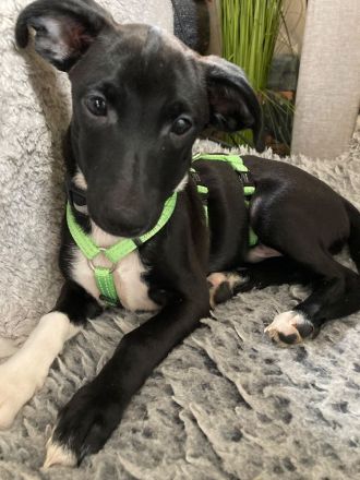 Nero, männlicher Terrier-Mix, zur Pflege in 32758 Detmold