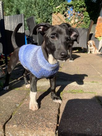 Nero, männlicher Terrier-Mix, zur Pflege in 32758 Detmold
