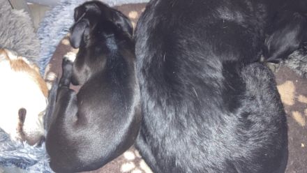 Nero, männlicher Terrier-Mix, zur Pflege in 32758 Detmold