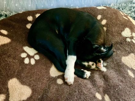 Nero, männlicher Terrier-Mix, zur Pflege in 32758 Detmold