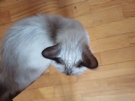 Ragdoll Kitten