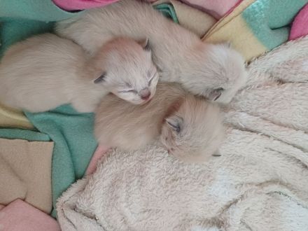 Ragdoll Kitten