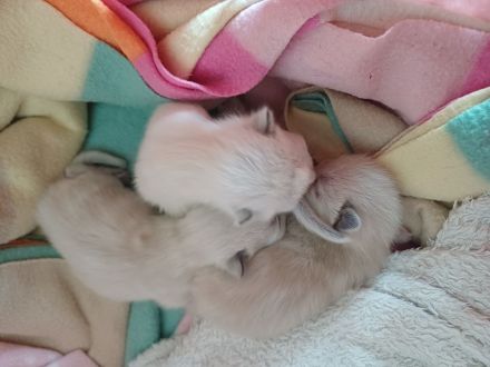 Ragdoll Kitten