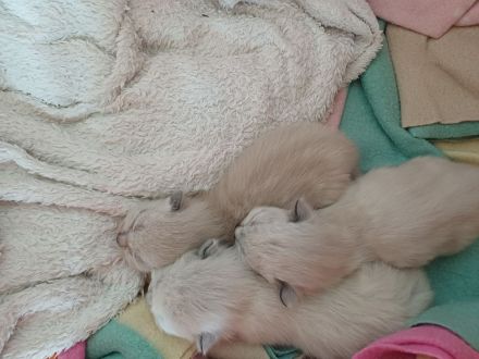 Ragdoll Kitten