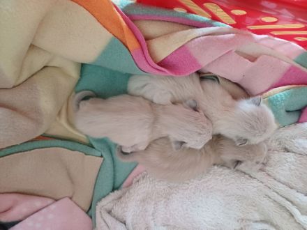 Ragdoll Kitten