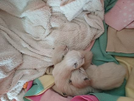 Ragdoll Kitten