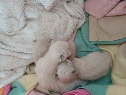 Ragdoll Kitten