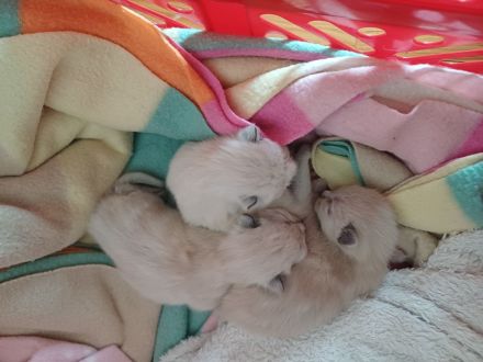 Ragdoll Kitten
