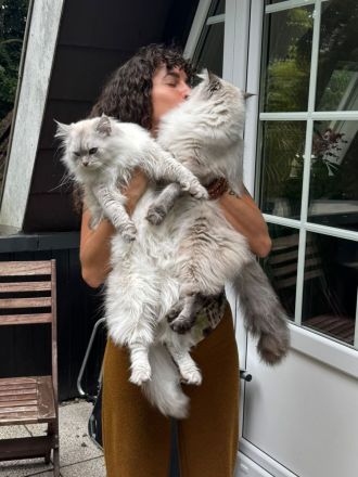 Zwei verschmuste Ragdoll-Mix Brüder suchen gemeinsam ein liebevolles Zuhause