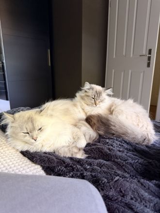 Zwei verschmuste Ragdoll-Mix Brüder suchen gemeinsam ein liebevolles Zuhause