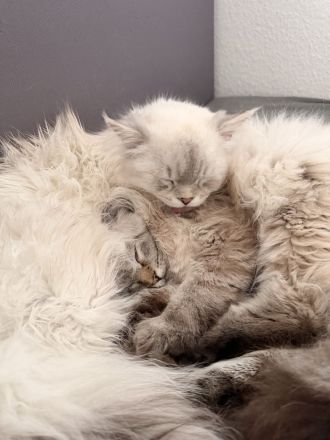 Zwei verschmuste Ragdoll-Mix Brüder suchen gemeinsam ein liebevolles Zuhause