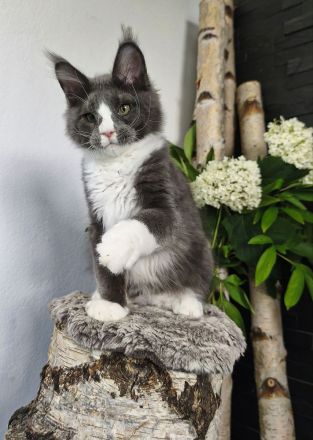 Maine Coon Kitten (reinrassig)