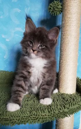 Maine Coon Kitten abzugeben