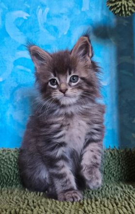 Maine Coon Kitten abzugeben