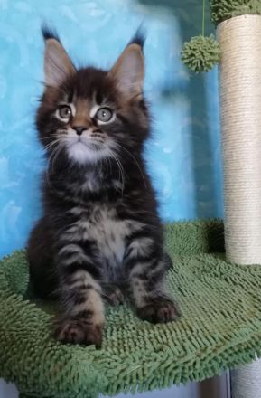 Maine Coon Kitten abzugeben