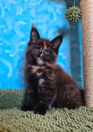 Maine Coon Kitten abzugeben