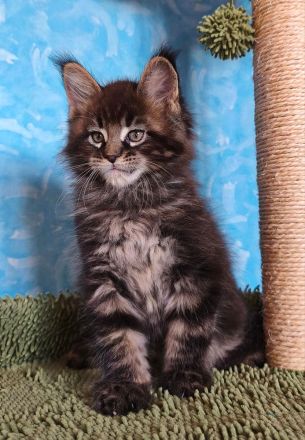 Maine Coon Kitten abzugeben