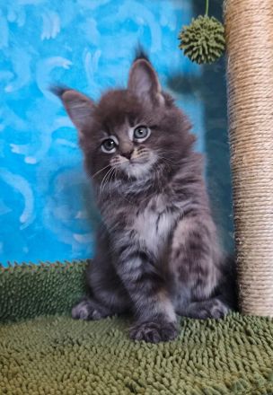 Maine Coon Kitten abzugeben