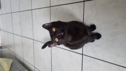 Katze