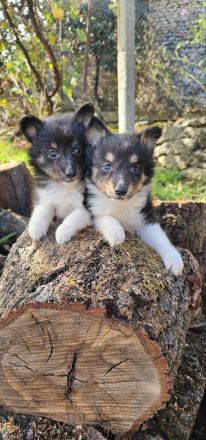 Sheltie-Welpen, Mädchen und ein Junge