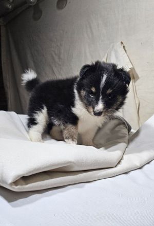 Sheltie-Welpen, Mädchen und ein Junge