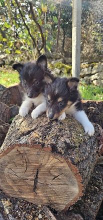 Sheltie-Welpen, Mädchen und ein Junge