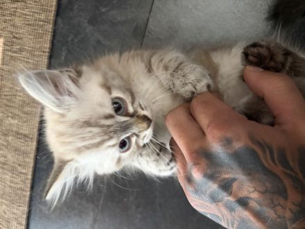 Kater mit Point-Färbung abzugeben