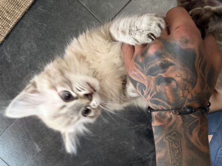 Kater mit Point-Färbung abzugeben