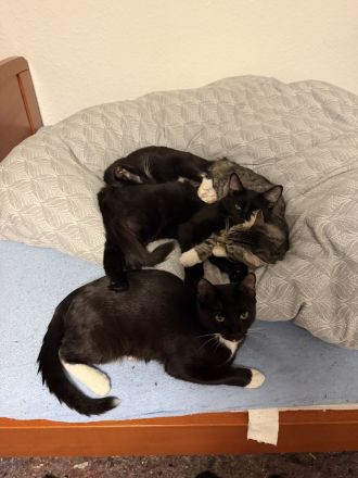🐾 Nala, Tino, Mila & Milka suchen ein liebevolles Zuhause ❤️