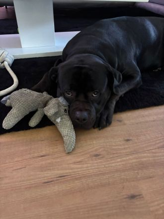 Balu