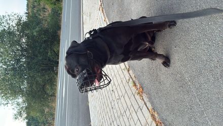 Balu