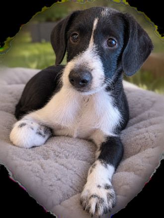 Zuckersüße Jack-Russell-Zwergschnauzer-Mischlinge suchen ihr Traumzuhause