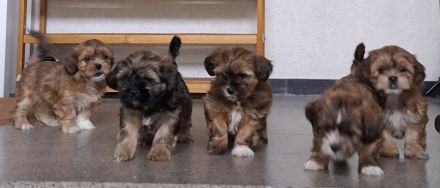 Süße Shorkie-Welpen (Yorkshire Terrier / Shih Tzu) aus privatem Wurf