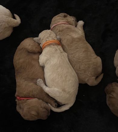 Golden Retriever Welpen