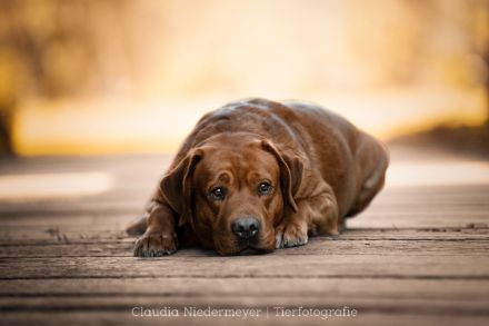 FCI Labrador Deckrüde foxred