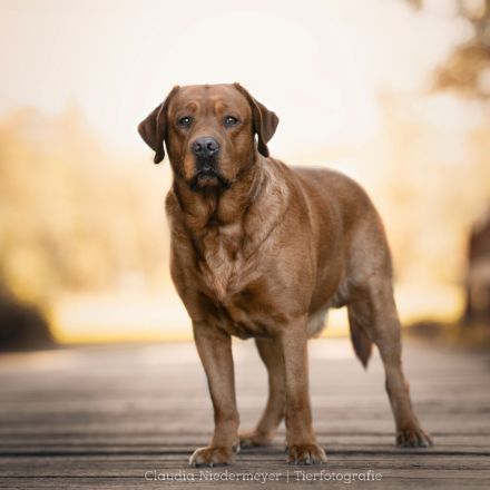 FCI Labrador Deckrüde foxred