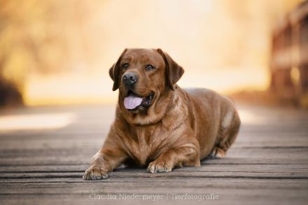 FCI Labrador Deckrüde foxred