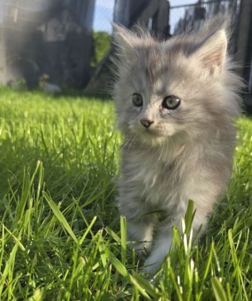 Reinrassige Maine Coon Prinzessin