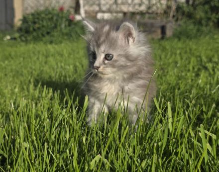 Reinrassige Maine Coon Prinzessin