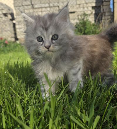 Reinrassige Maine Coon Prinzessin