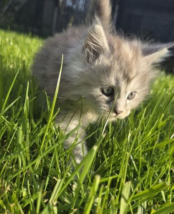 Reinrassige Maine Coon Prinzessin