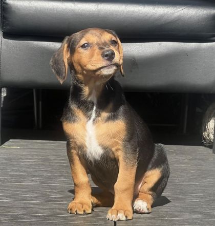 Zwei bezaubernde Beagle-Pinscher-Mischlinge suchen ihr Zuhause