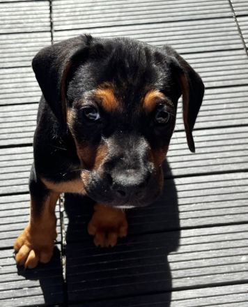 Zwei bezaubernde Beagle-Pinscher-Mischlinge suchen ihr Zuhause